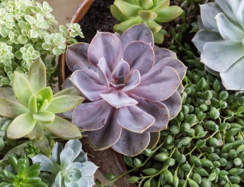 Transform Your Summer Outdoor Space with Stunning Succulent and Green Plant Patio Décor
